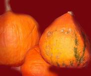 Hokkaido K&uuml;rbisse