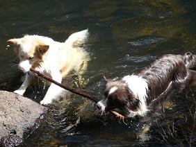 Hunde:Genie und Kimba